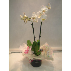 Gift Orchid and Pot