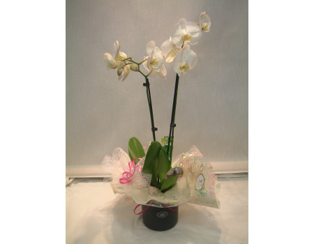 Easter Gift Orchid and Pot
