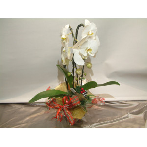 Christmas -Orchid Plant & Pot