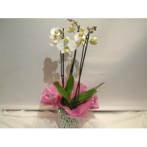 White Orchid & Pot